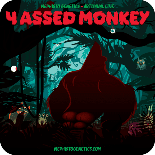 4 Assed Monkey