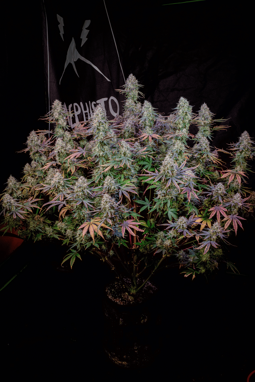 Universal Love – Mephisto Genetics