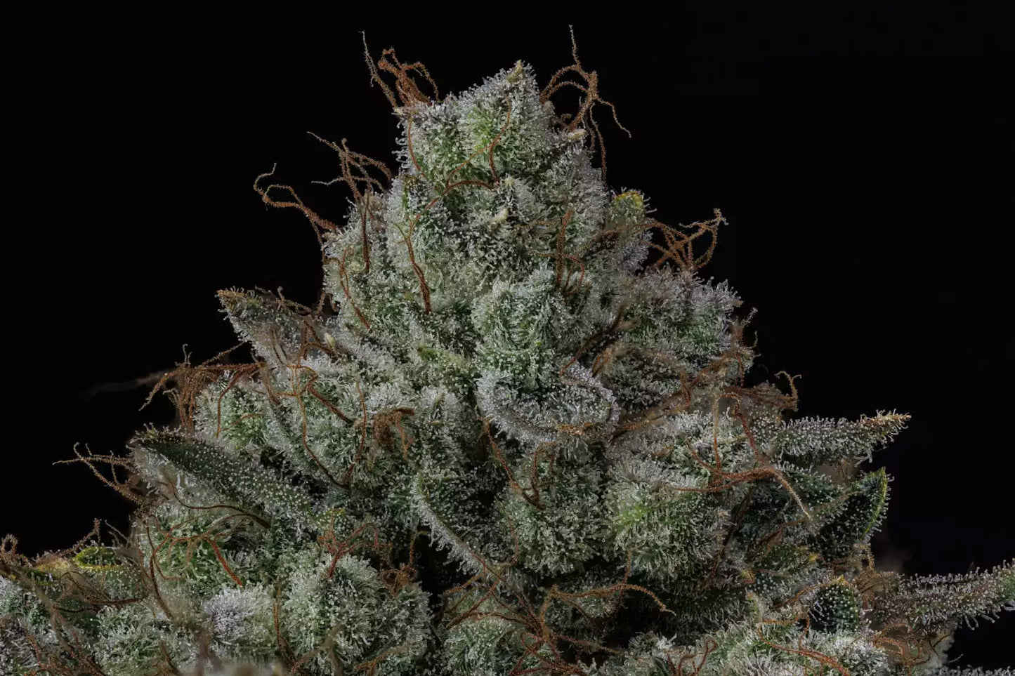 Apollo Haze