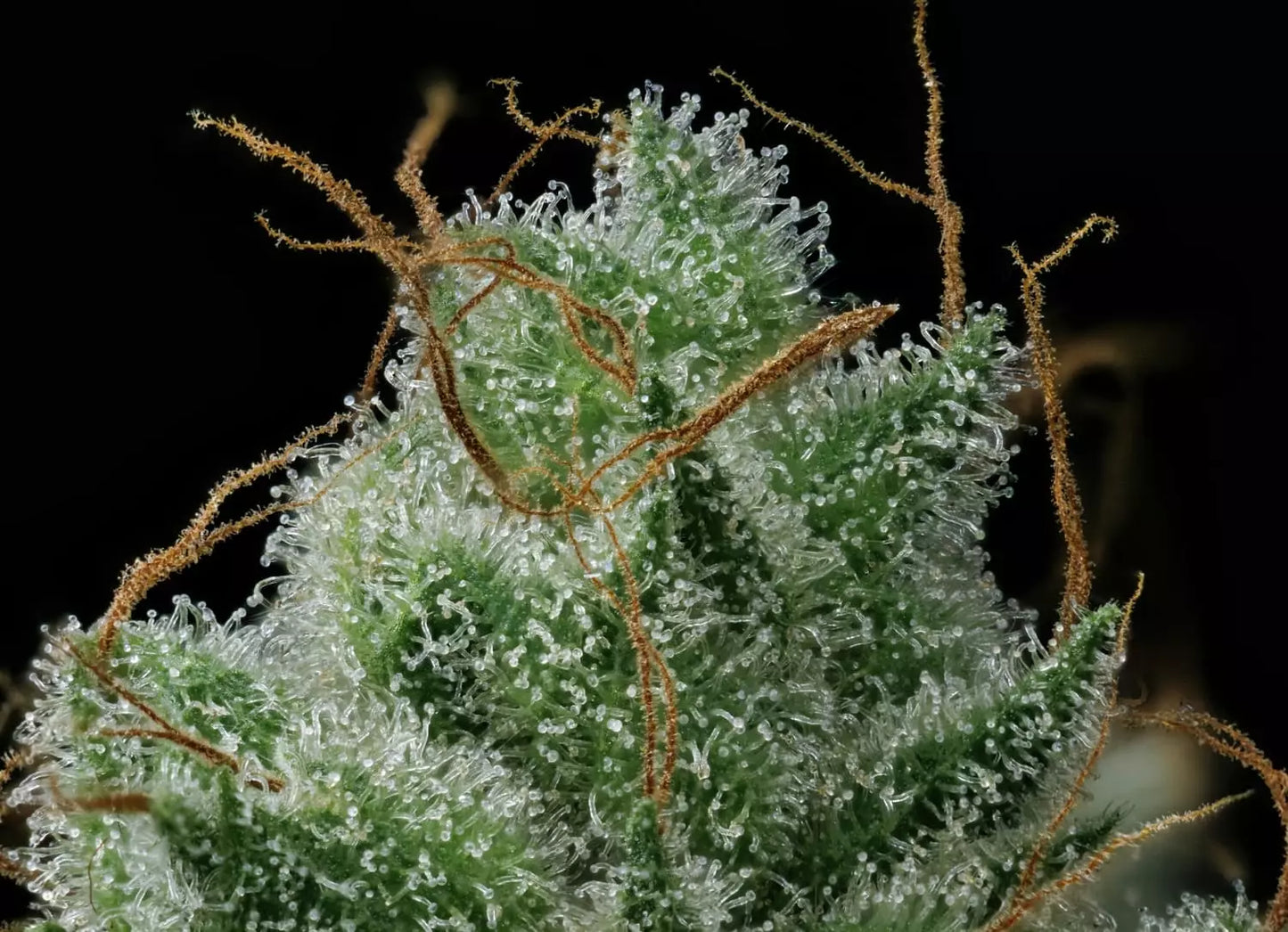 Apollo Haze
