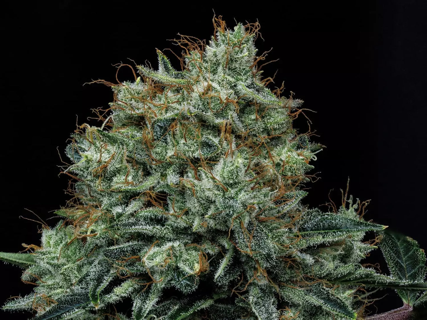 Apollo Haze
