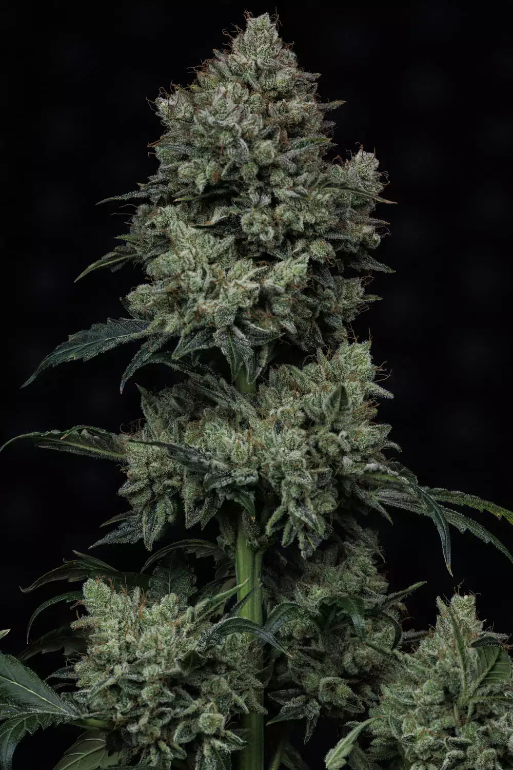Apollo Haze