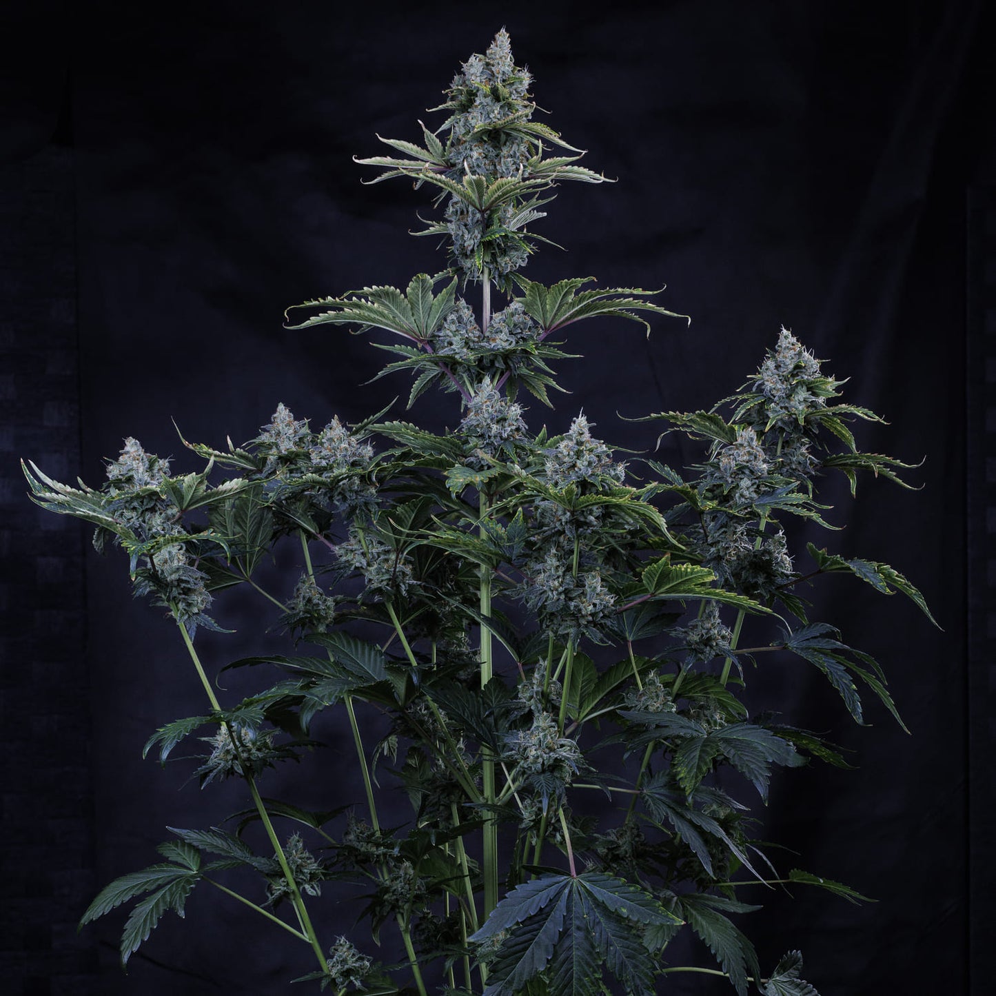 Forgotten Cookies