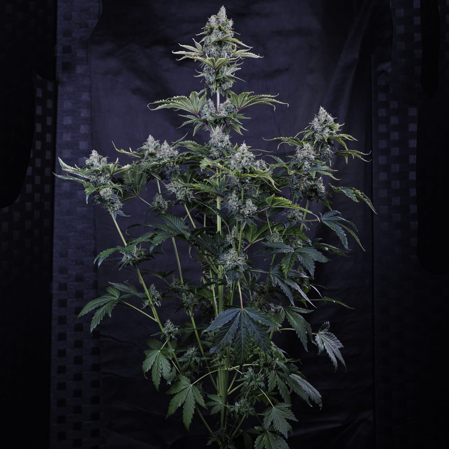 Forgotten Cookies