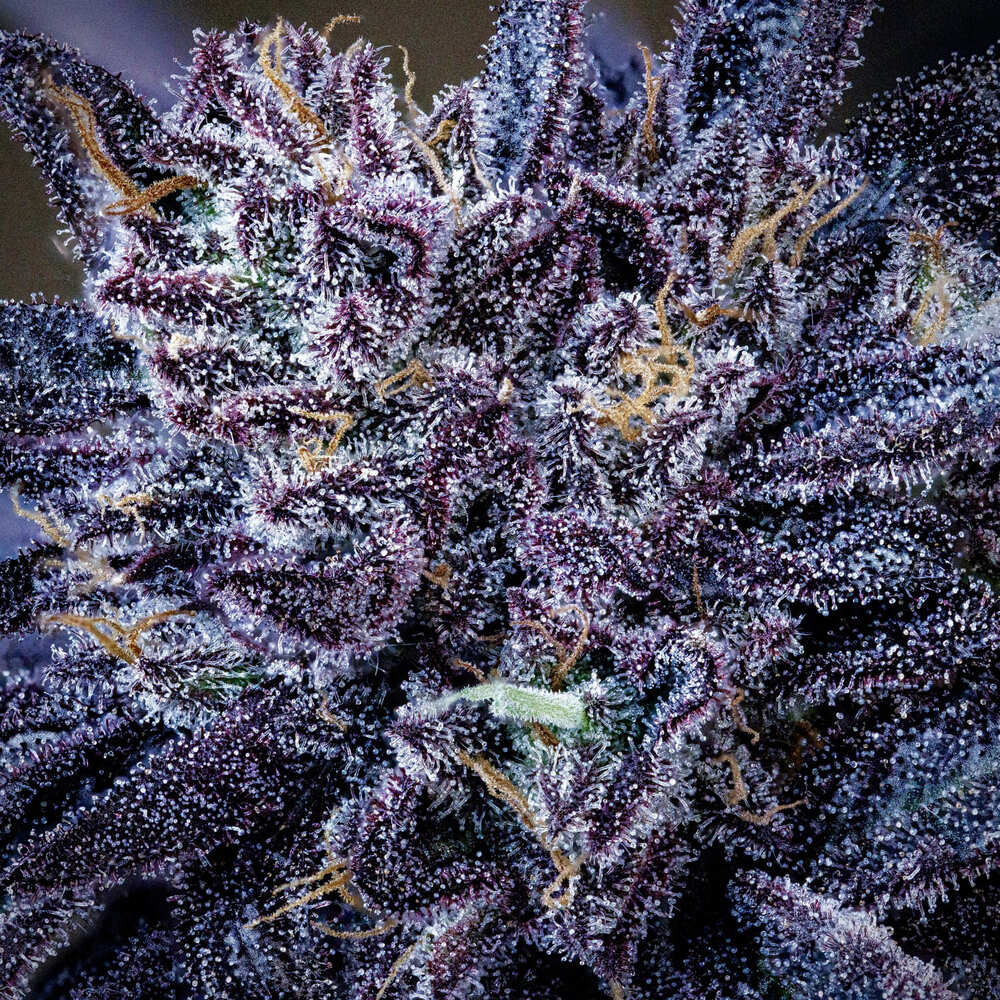 Mango Runtz