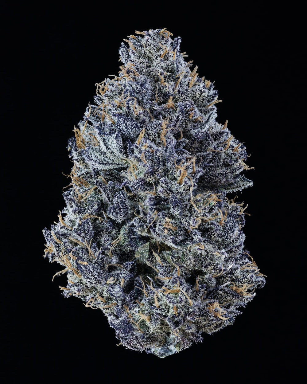 Mango Runtz