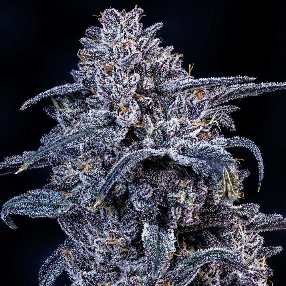 Mango Runtz