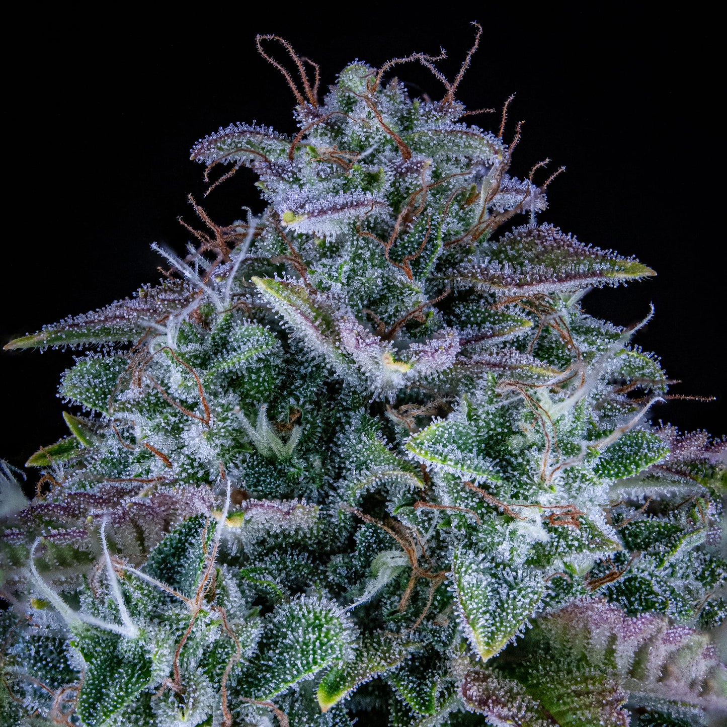 Orange Diesel