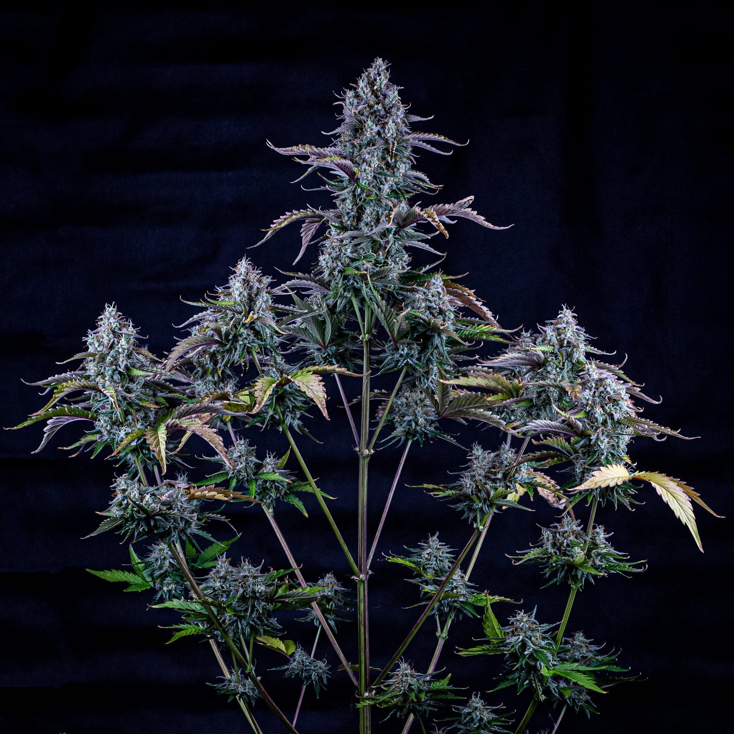 Ripley's OG