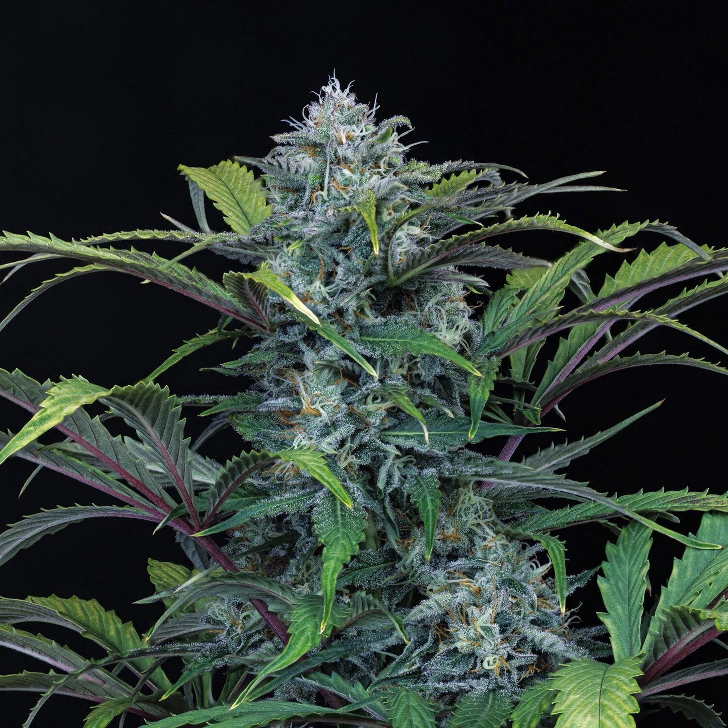 Rainbow Sundae 11