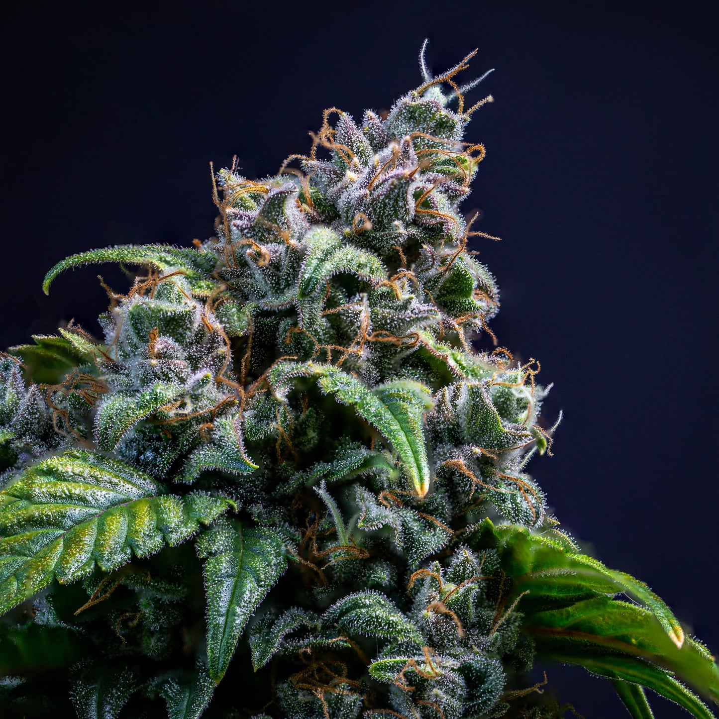 Sour Crack
