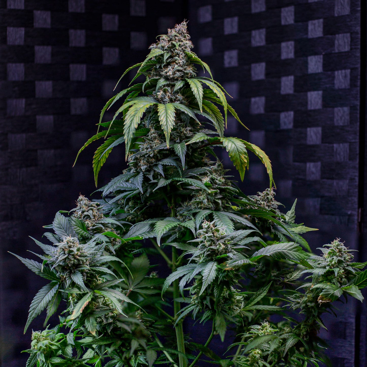 Sour Crack