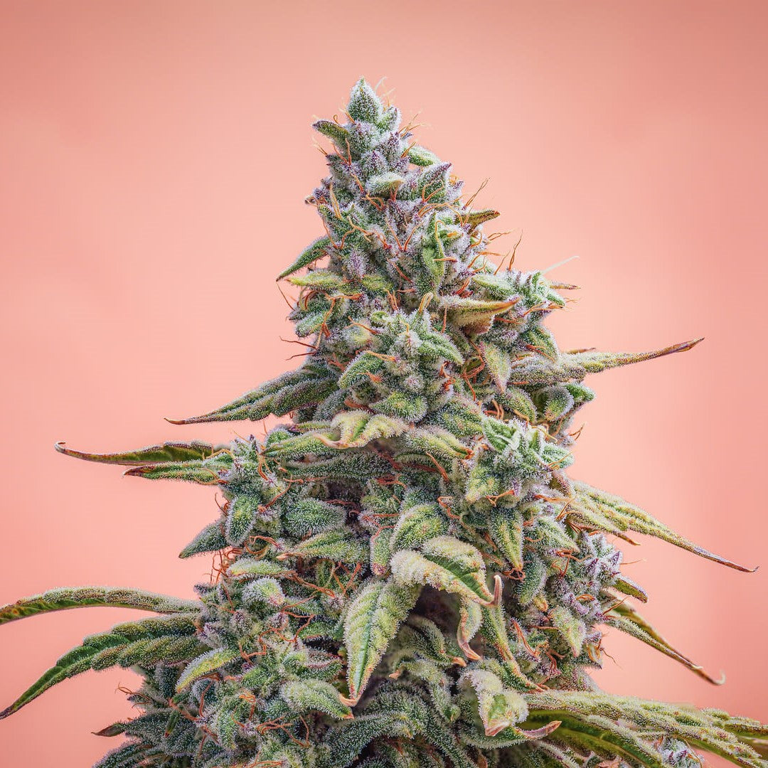 Canna-Cheese 1:1