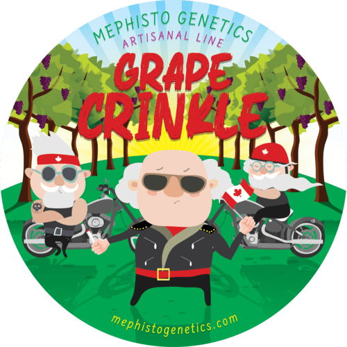 Grape Crinkle