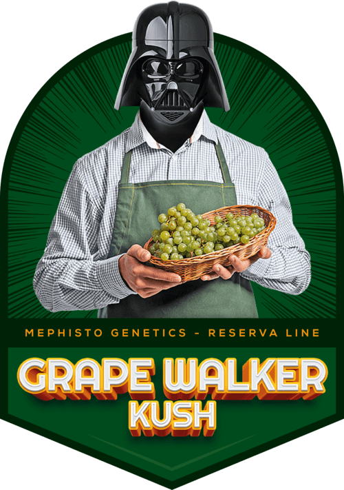 Grape Walker Kush