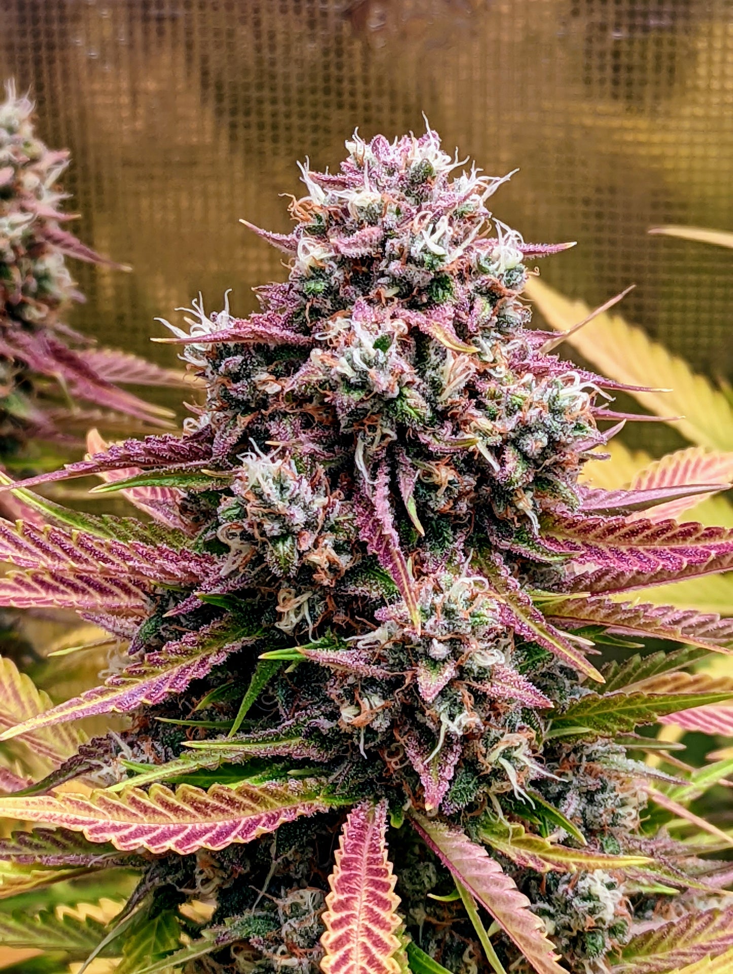 Grizzly Crinkle