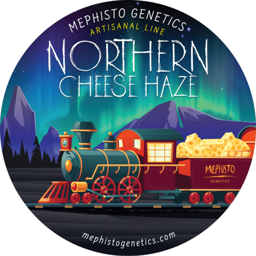 Northern Cheese Haze