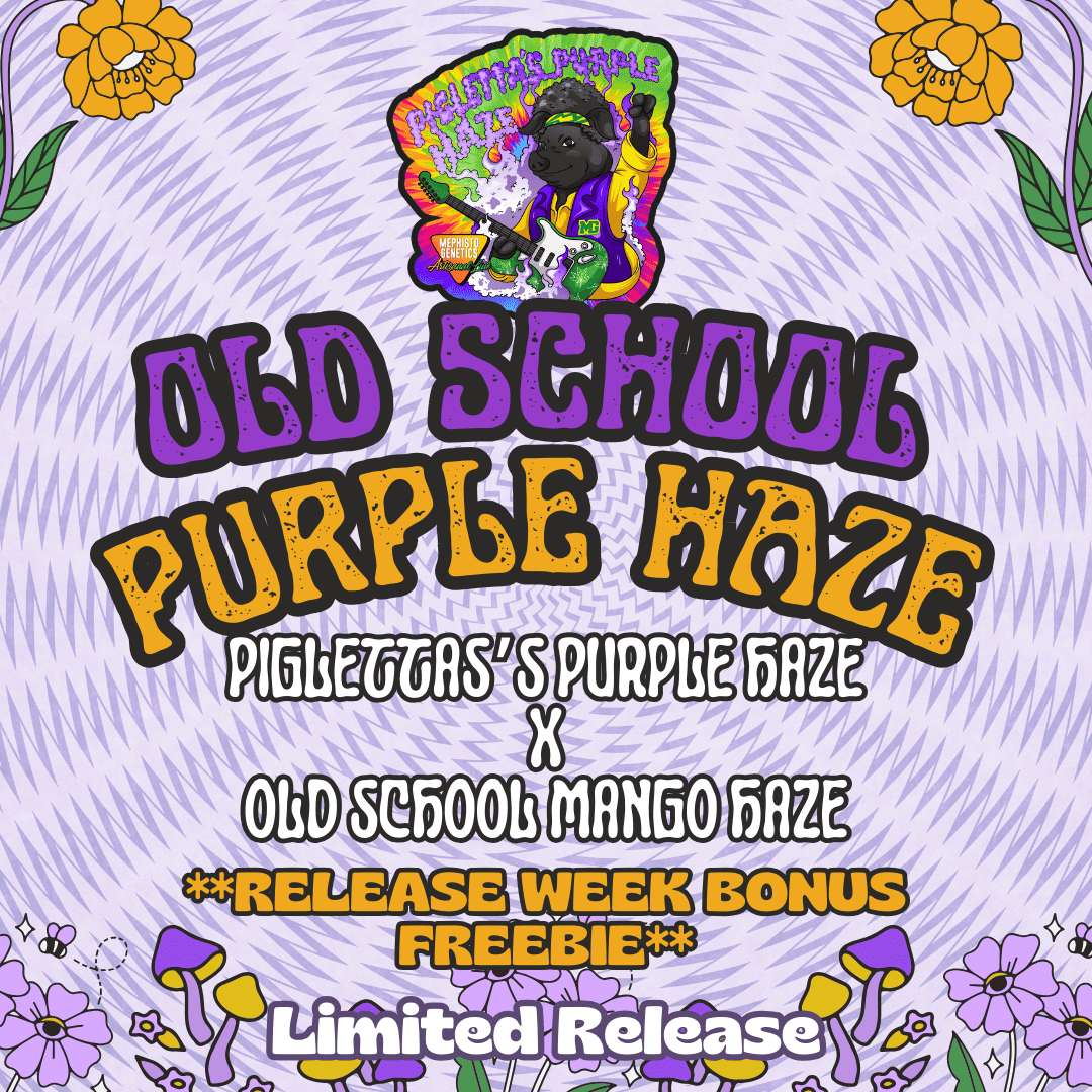 Old School Purple Haze – Mephisto Genetics Old School Purple Haze – Mephisto Genetics