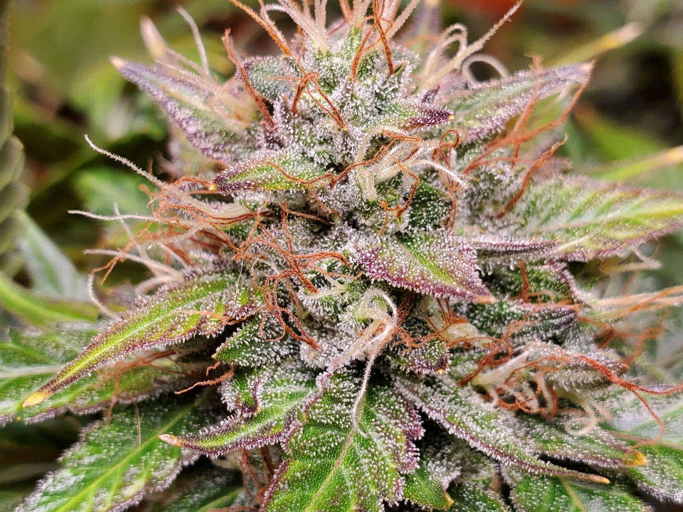 Orange-Utan