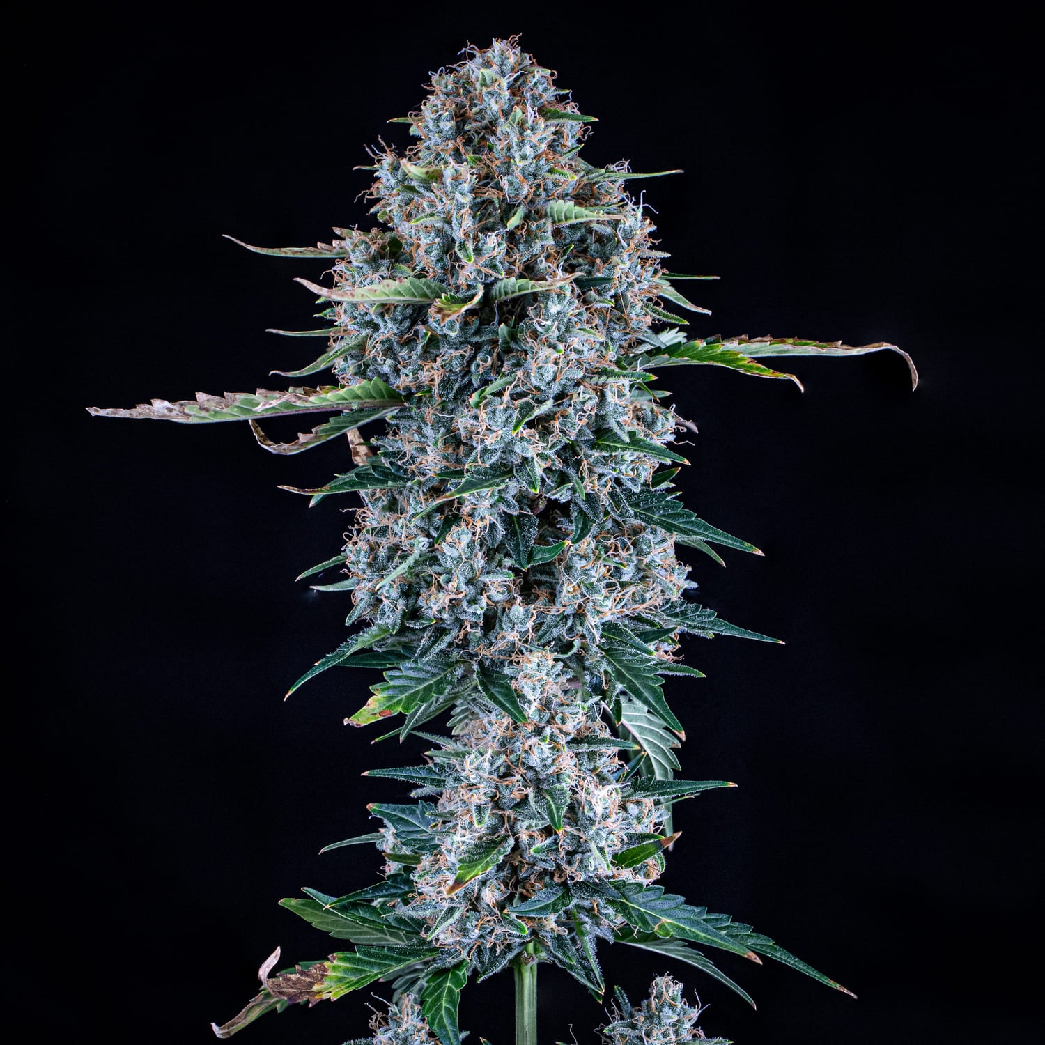 purple haze pot plant Pigletta's Purple Haze – Mephisto Genetics