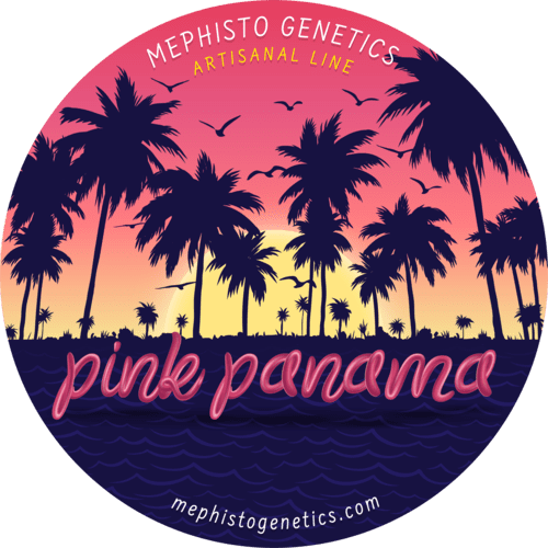 Pink Panama