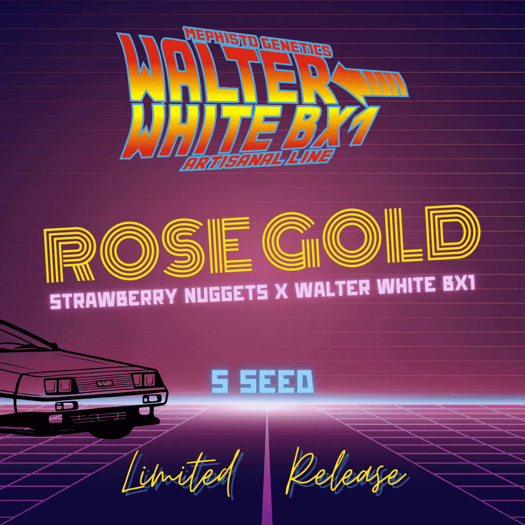 rose gold seeds Rose Gold – Mephisto Genetics