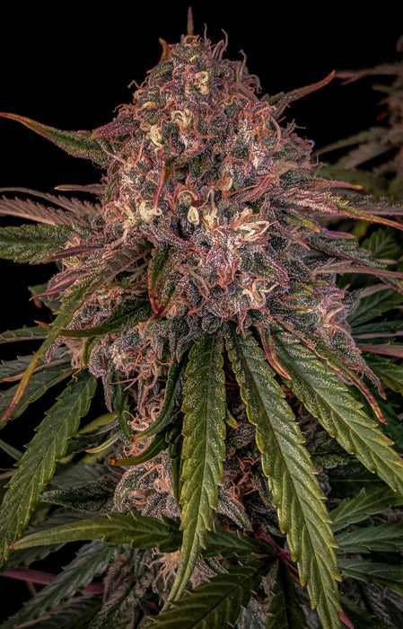 Sour Crinkle