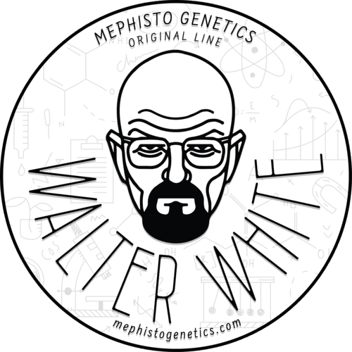 Walter White
