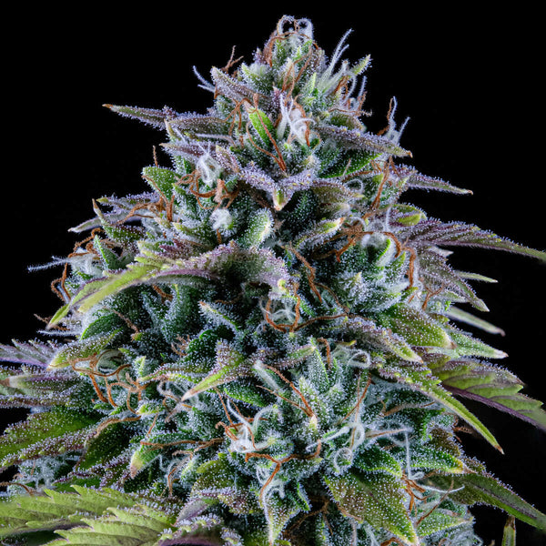 24 Carat Autoflower Strain Seeds – Mephisto Genetics
