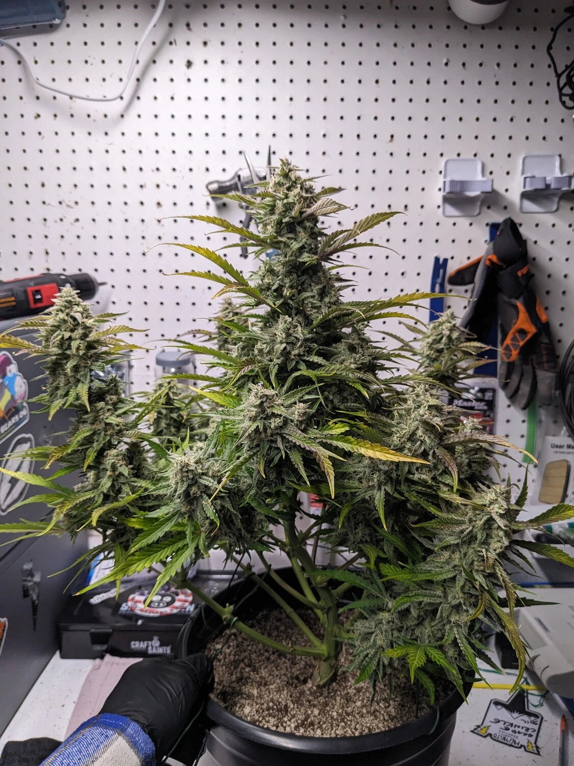 Customer Photo
