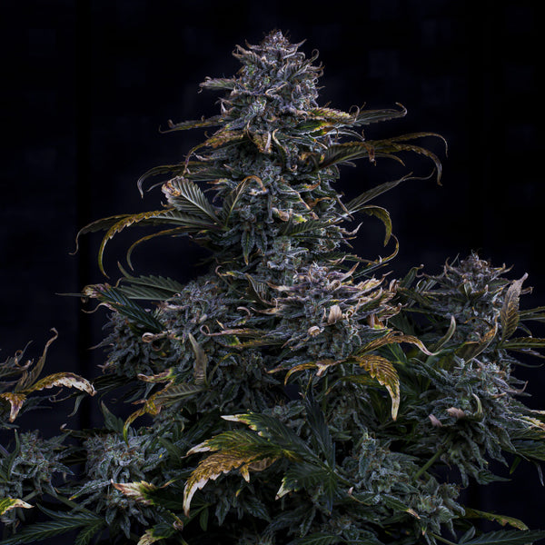 4 Assed Monkey Autoflower Strain Seeds – Mephisto Genetics