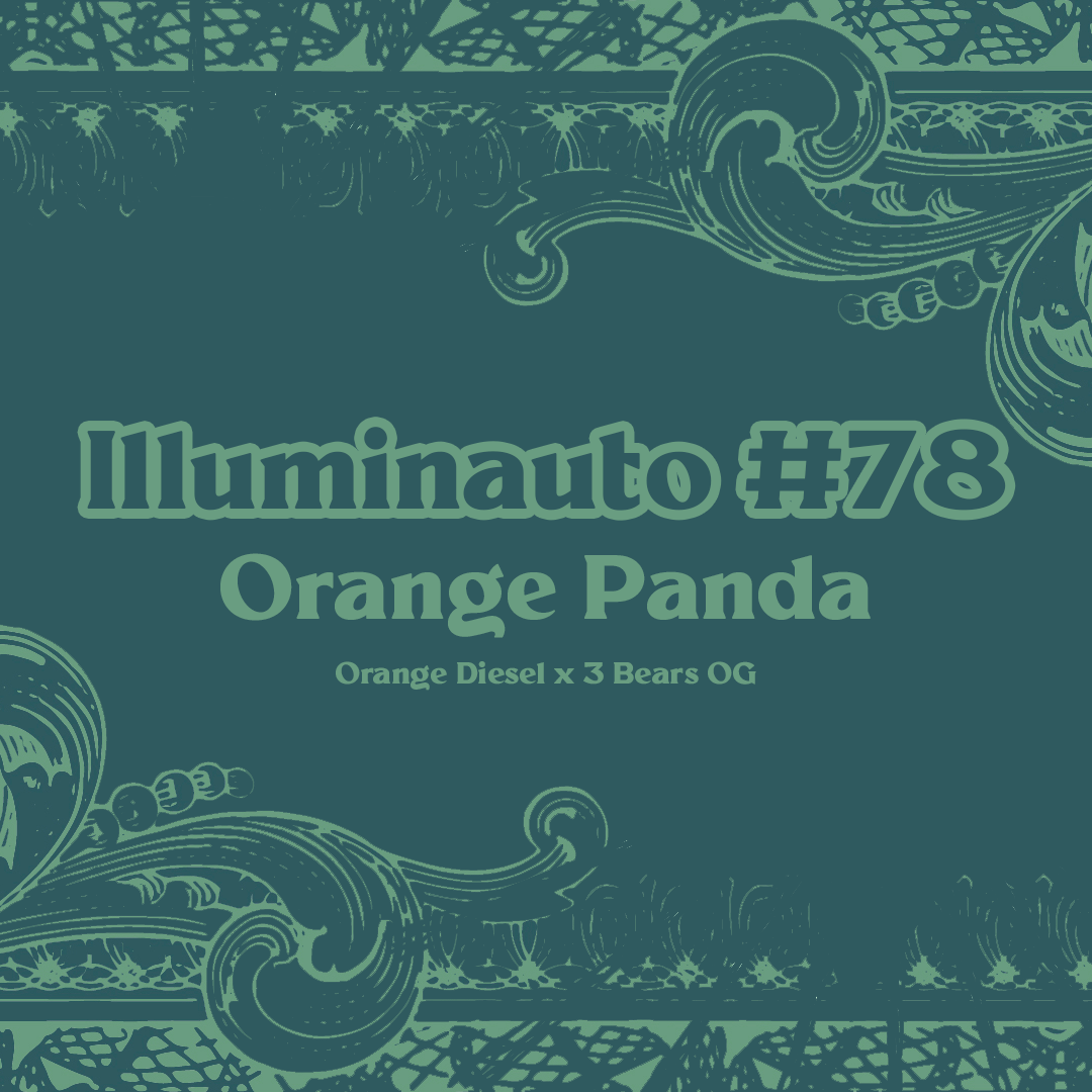 Orange Panda