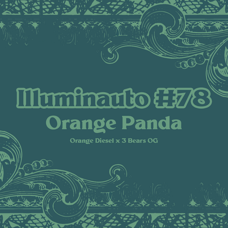 ILL#78 - Orange Panda