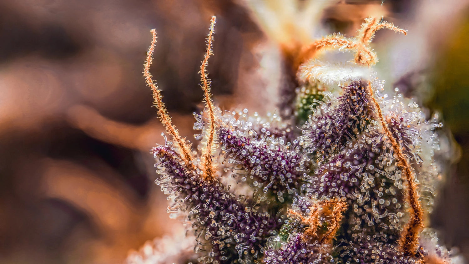 Canna-Cheese (CBD) flowering cannabis, as labeled by the cited image source