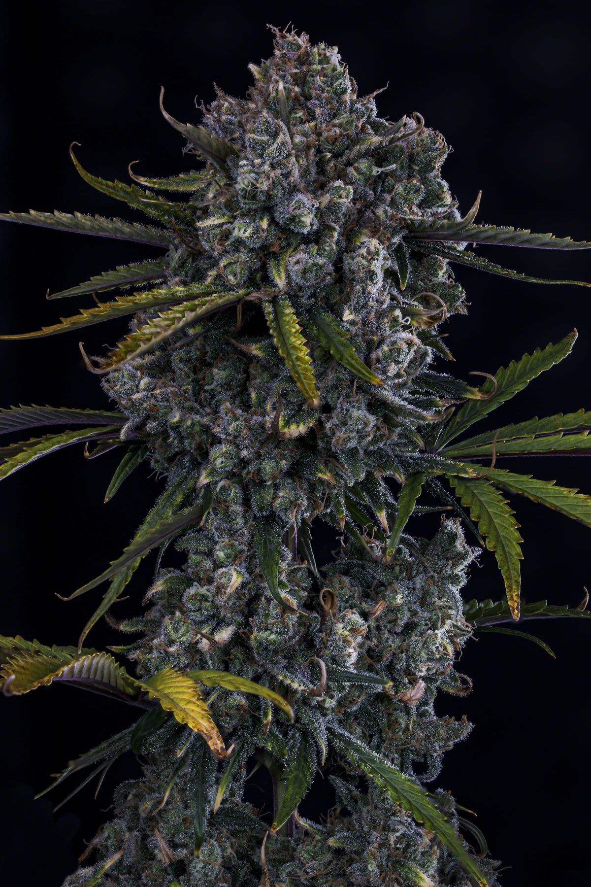 HubbleBubbleHaze