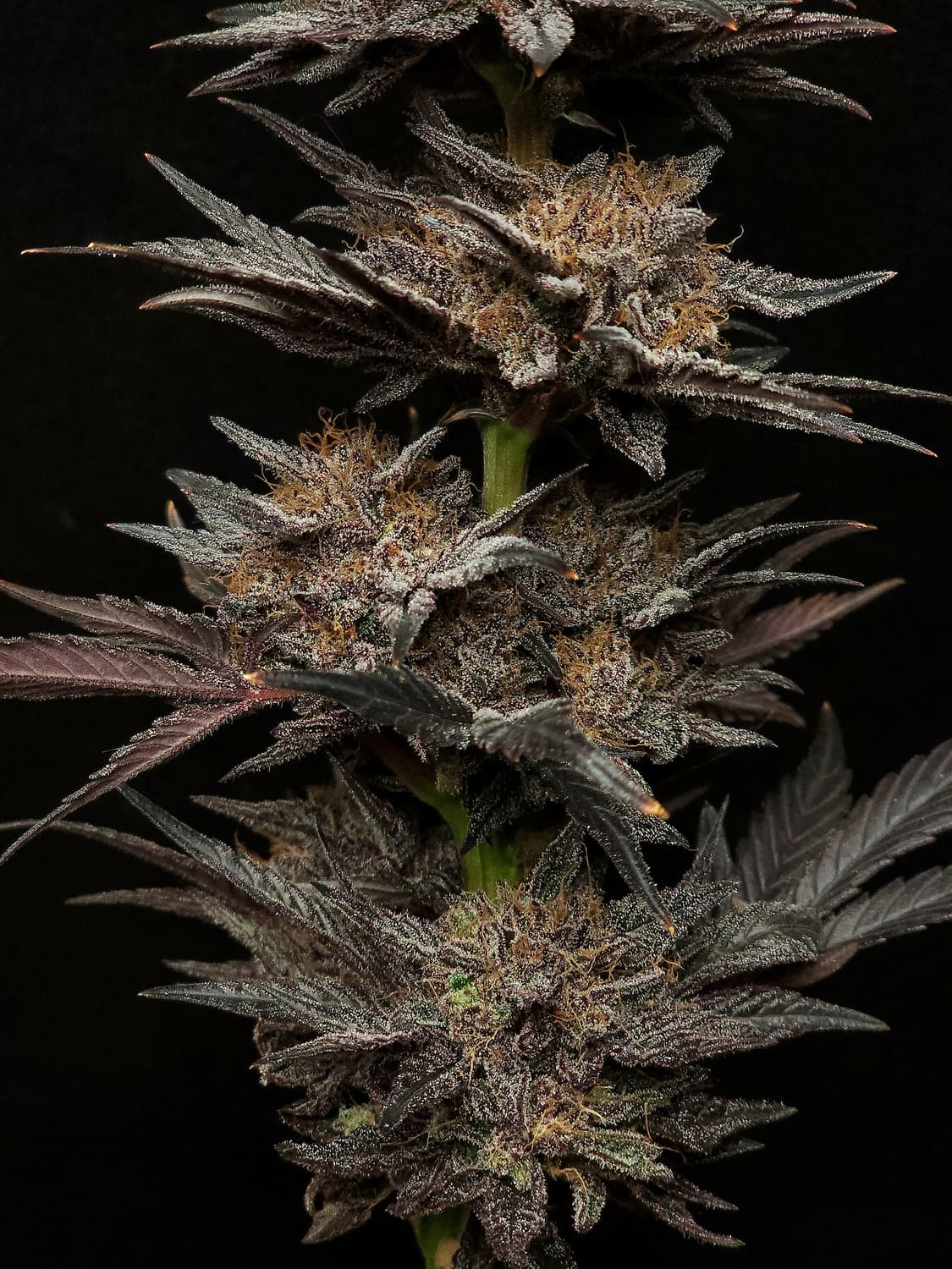 Mephisto's Grape Crush