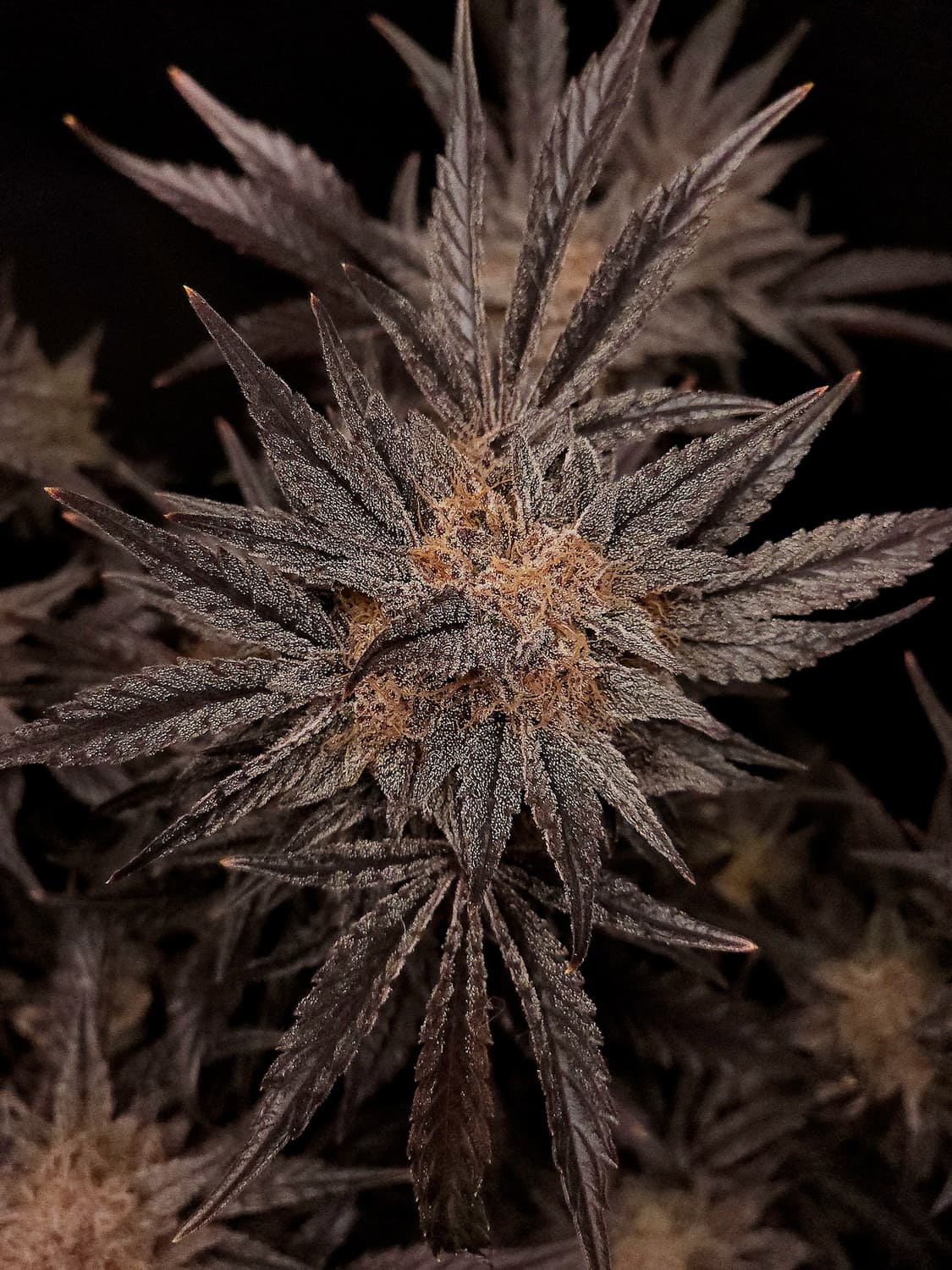 Mephisto's Grape Crush