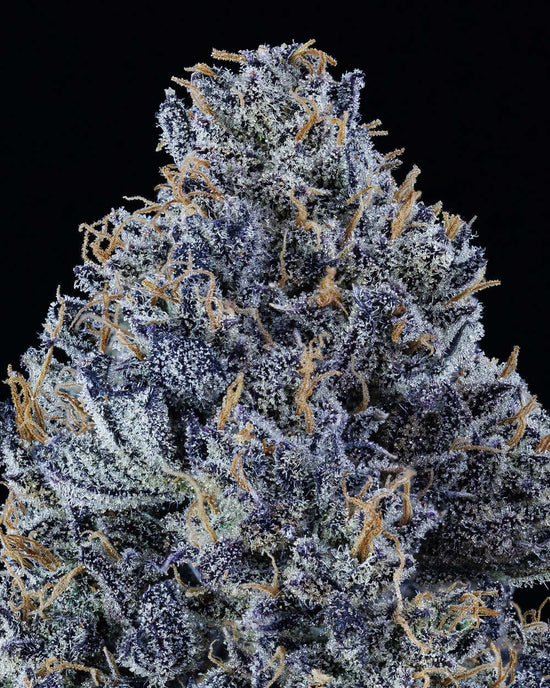 Mango Runtz – Mephisto Genetics