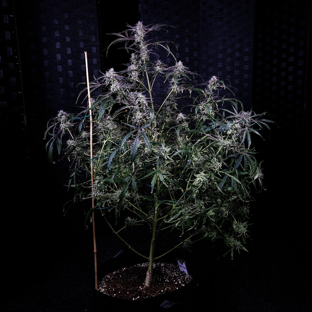 Mephmosa