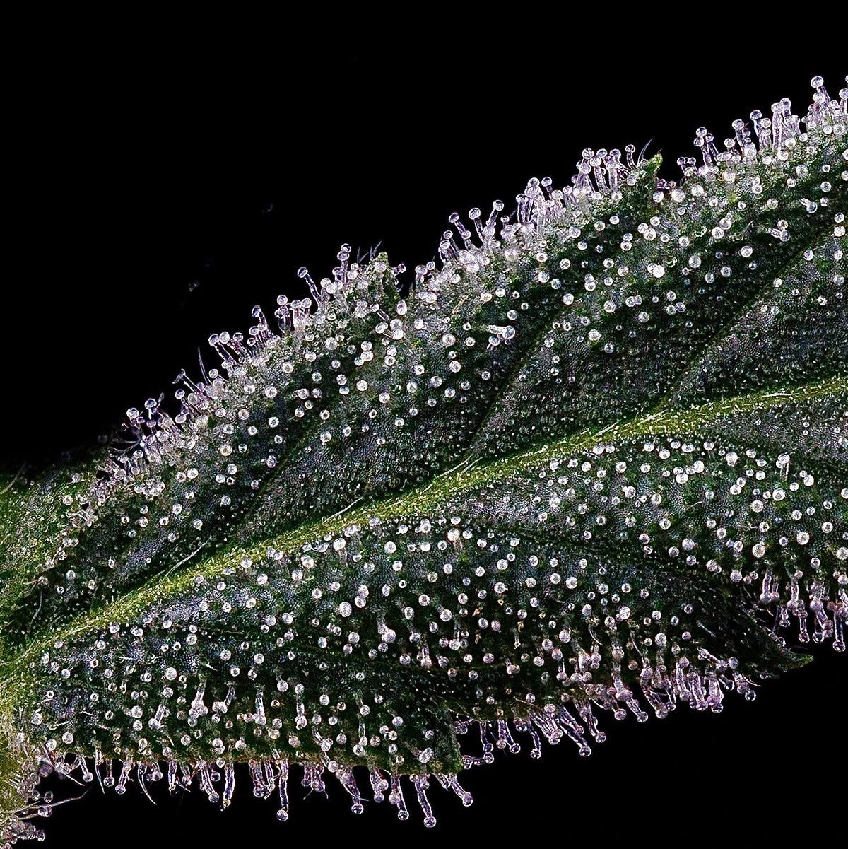 Mephmosa