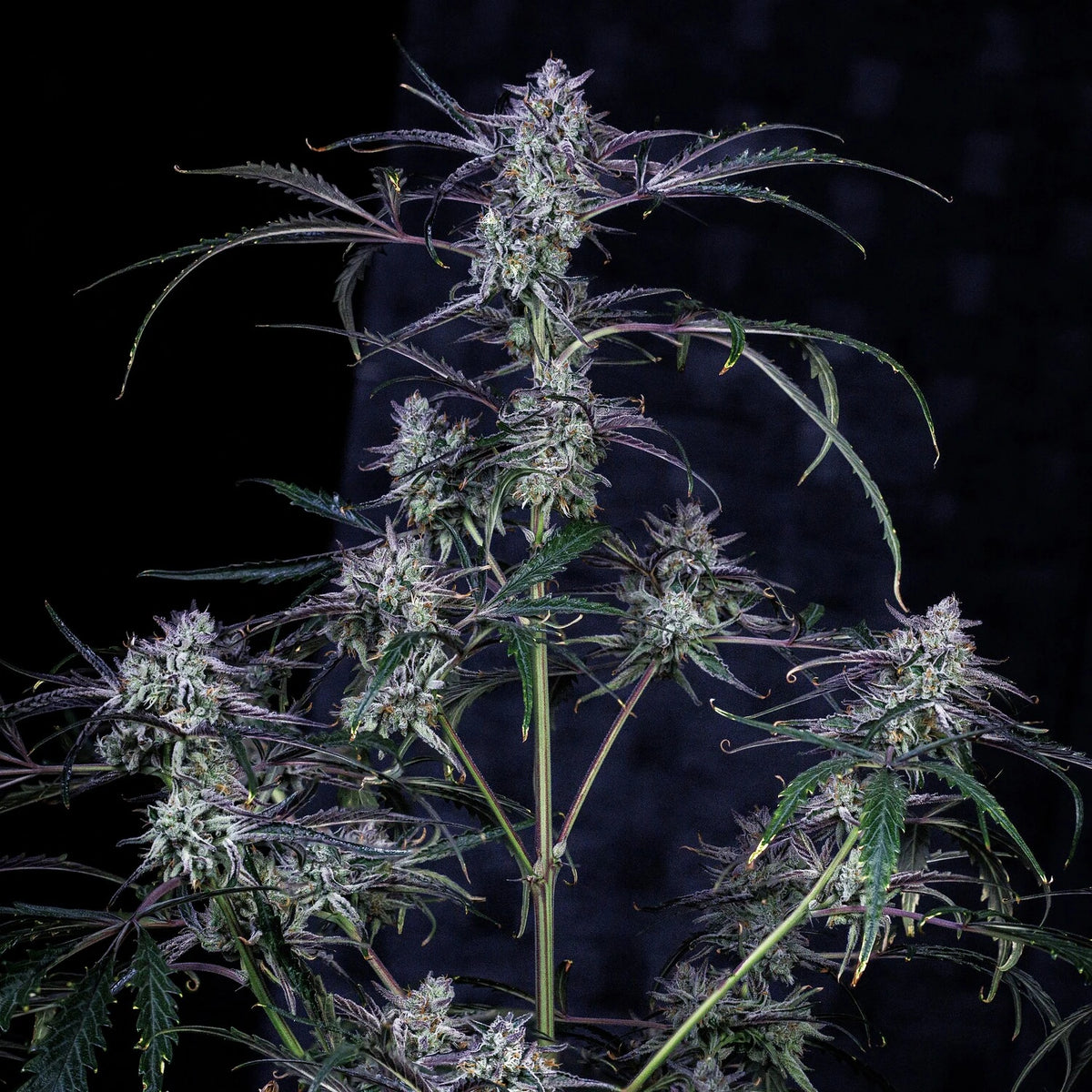 Mephmosa