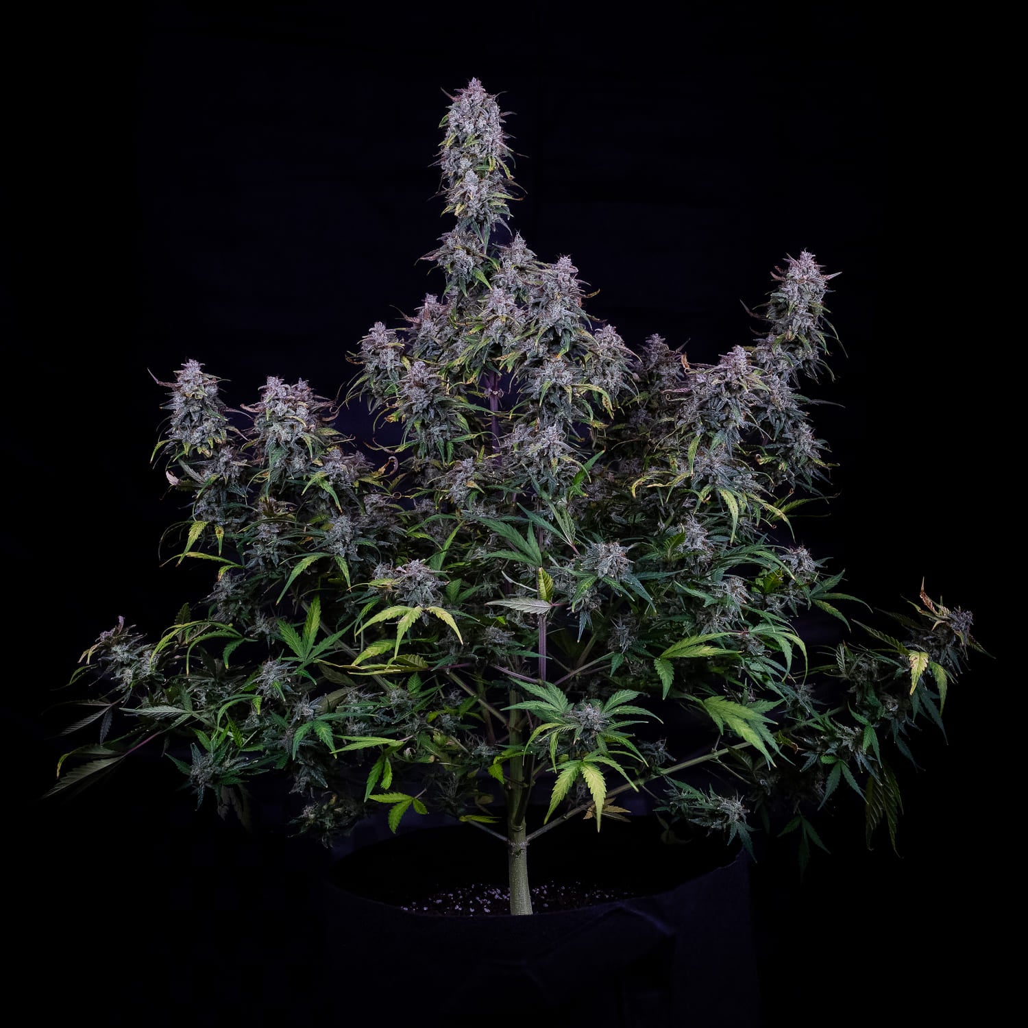 AAC Best Sativa 2024 image 1