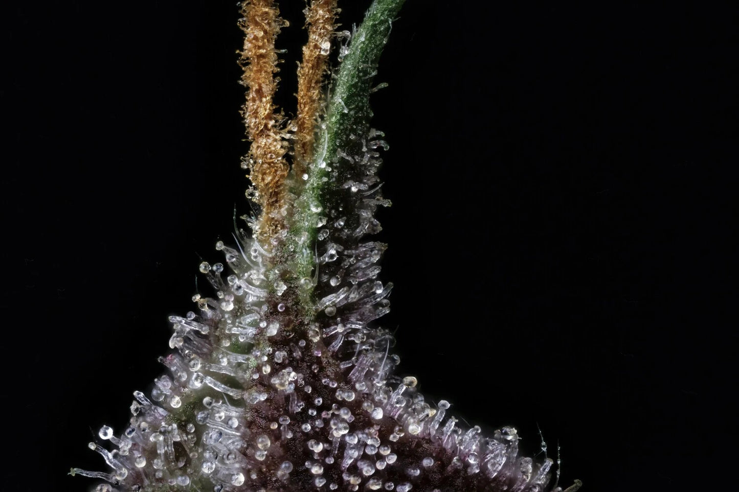 strawberry nuggets mephisto seeds Purple Nuggets – Mephisto Genetics
