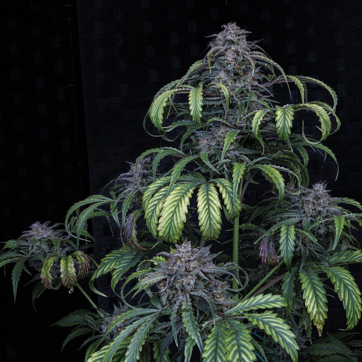 Rainbow Sundae 11