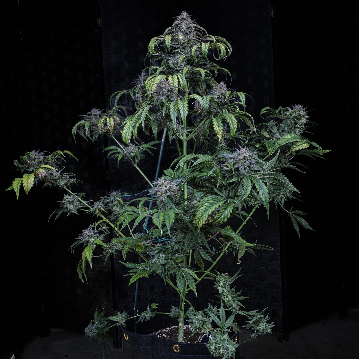 Rainbow Sundae 11