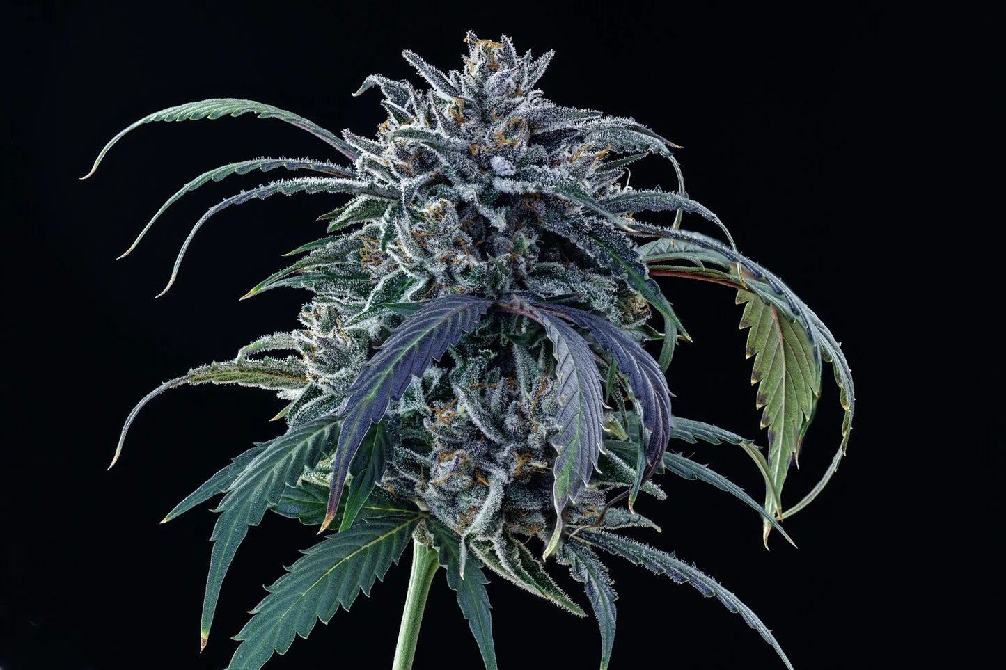 Rainbow Sundae 11