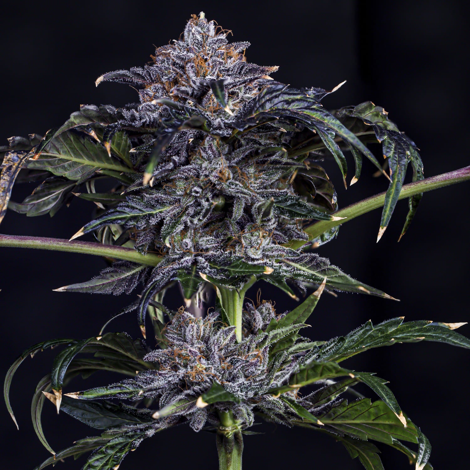 Appletizing