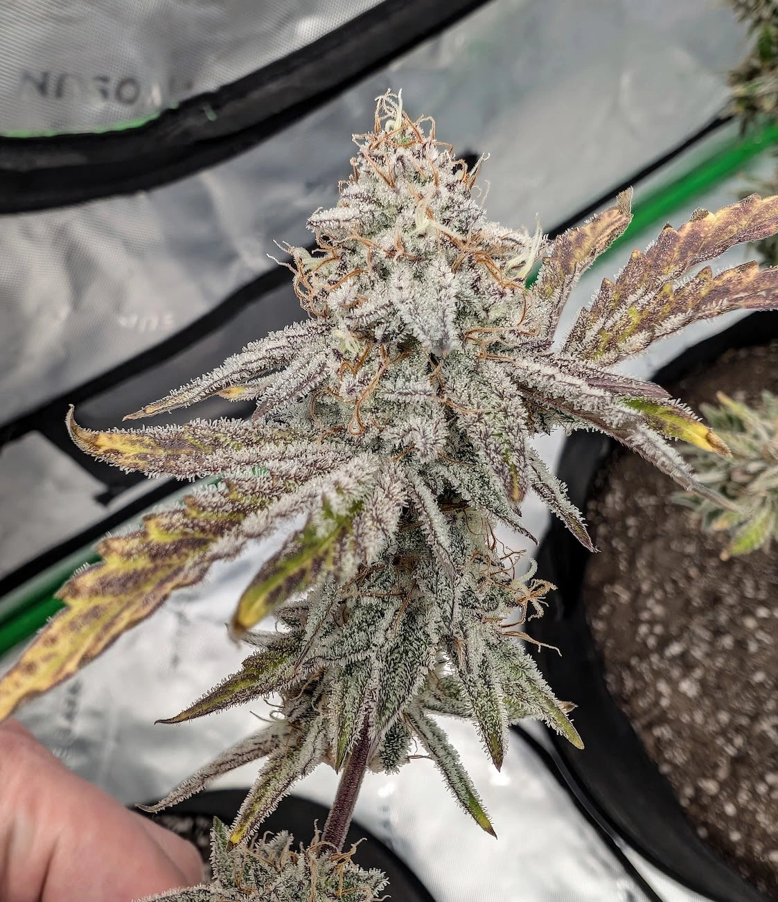 Customer Photo