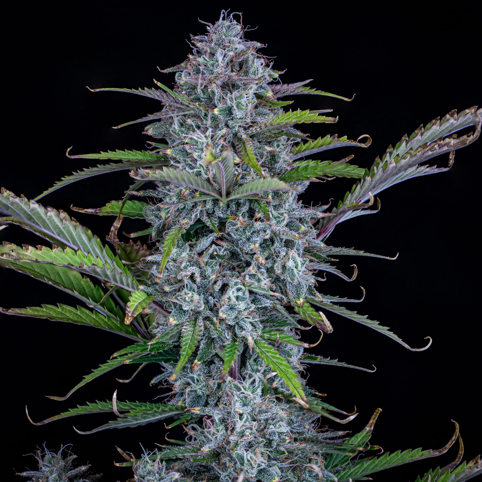 Chemdogging flowering cannabis, as labeled by the cited photo source