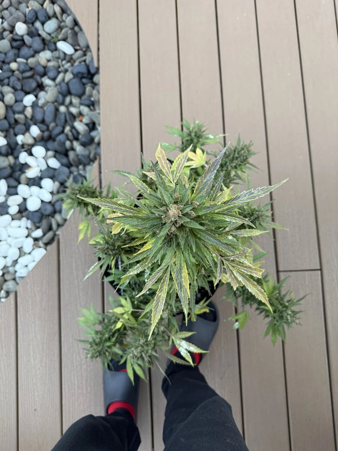 Customer Photo